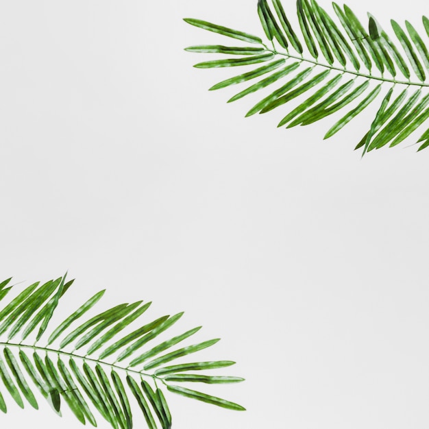 Une vue surélevée de feuilles vertes isolé sur fond blanc