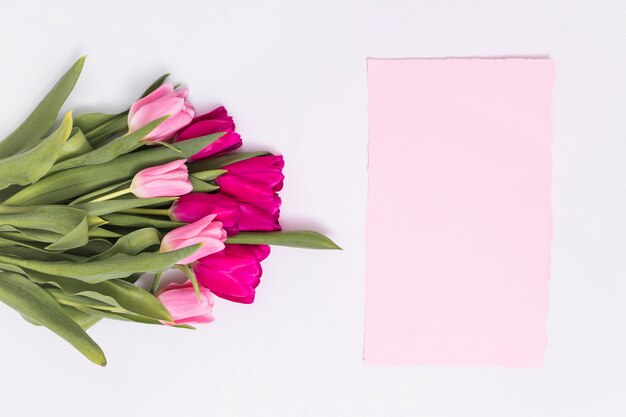 Vue surélevée de fleurs de tulipes roses et de papier blanc sur fond blanc