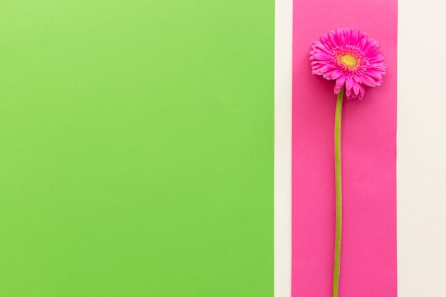 Vue surélevée d&#39;un seul gerbera rose sur fond