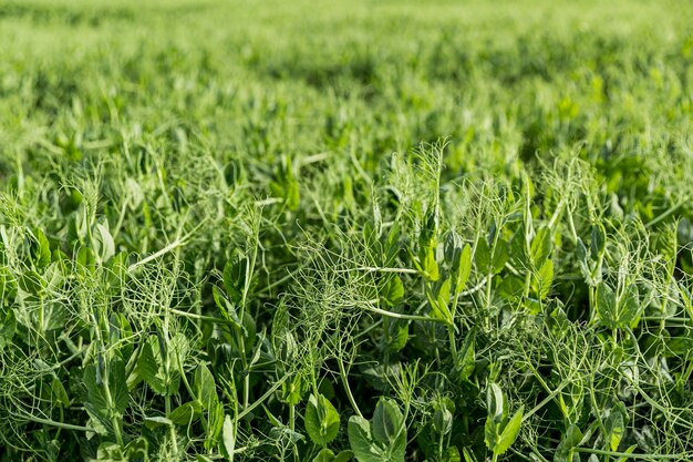 Vue sur les terres agricoles