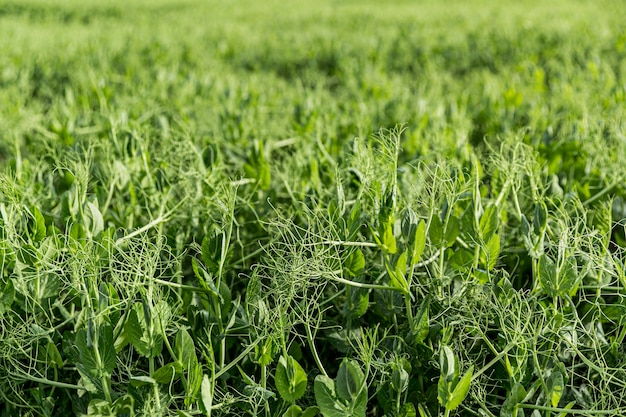 Vue sur les terres agricoles