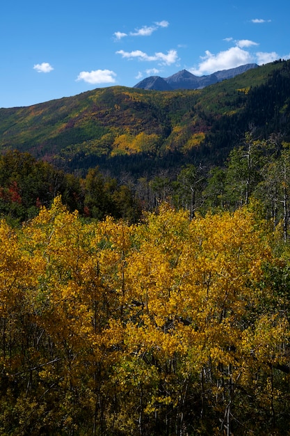 Photo gratuite vue sur la végétation naturelle des états-unis