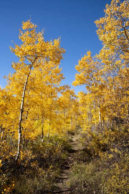 Vue sur la végétation naturelle des États-Unis