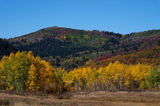 Vue sur la végétation naturelle des États-Unis