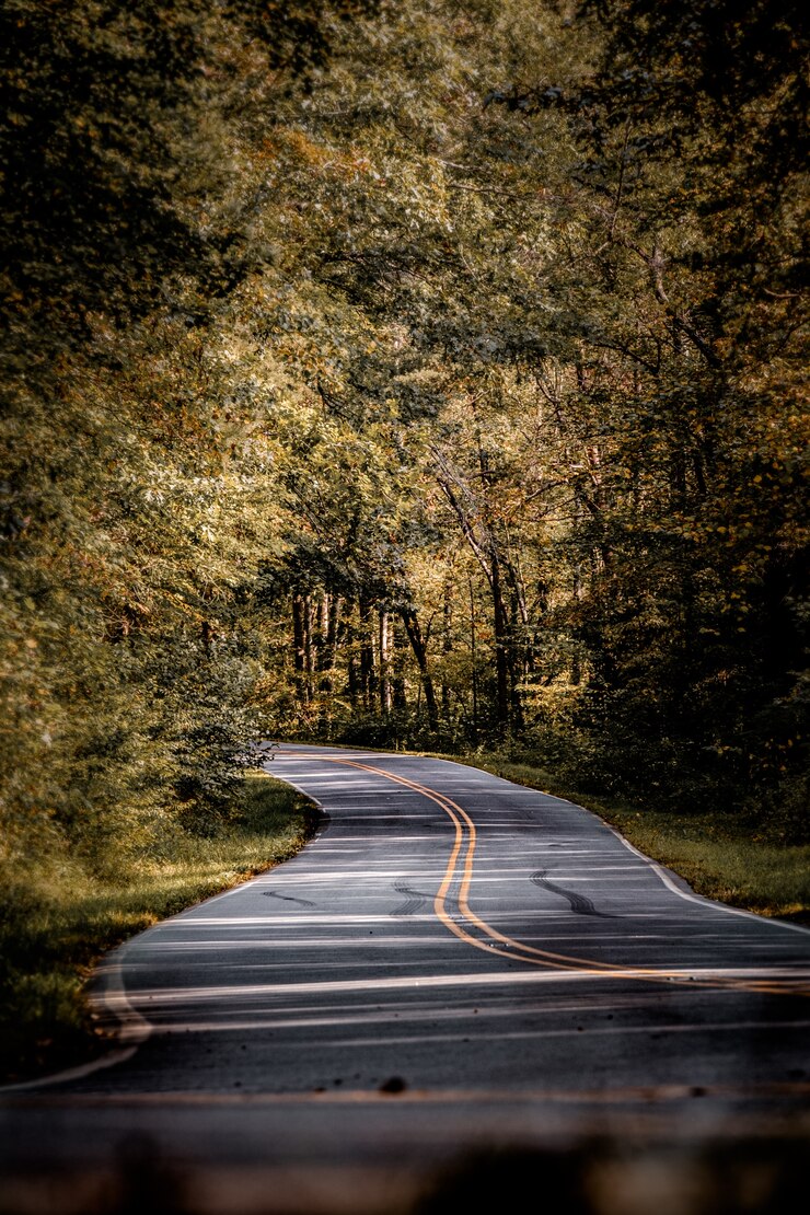 Photo gratuit vue verticale d'une route entourée d'une forêt d'automne