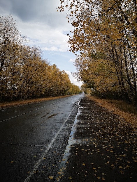 Vue verticale d'une route mouillée avec des arbres sur les côtés sous le ciel nuageux