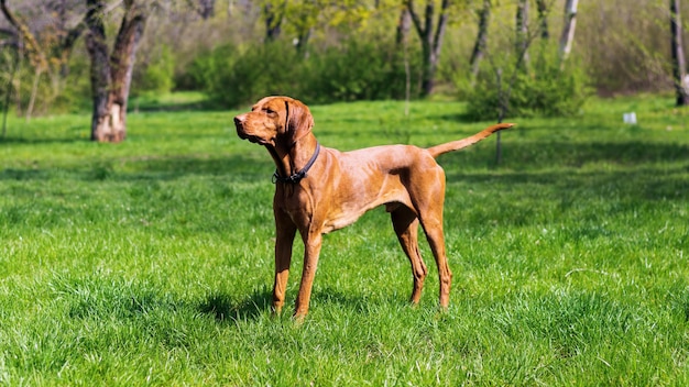 Photo gratuite vue d'un vizsla dans la nature