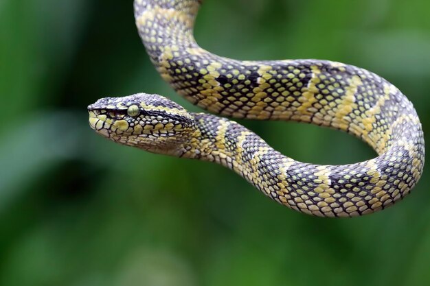 Wagleri viper snake closeup tête sur branch