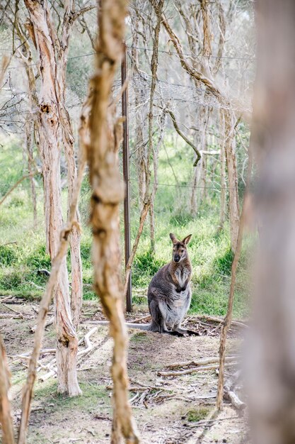 wallaby debout