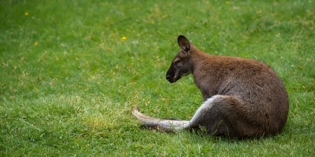 Wallaby sur l'herbe