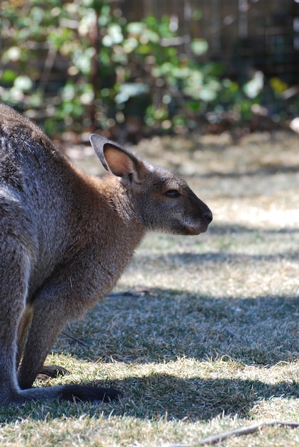 Wallaby avec ses oreilles tirées en arrière.