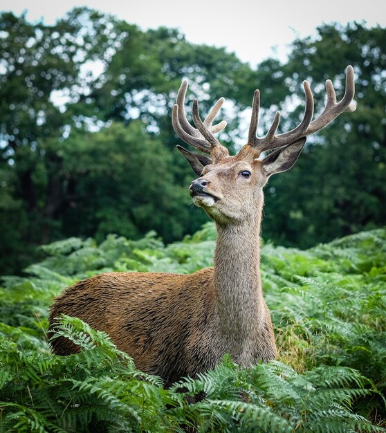 Wapiti mâle entouré d'herbe et d'arbres