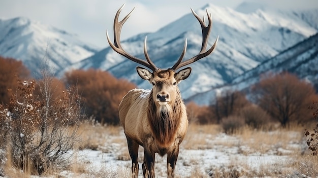 Photo gratuite wapiti sauvage avec paysage naturel hivernal glacial