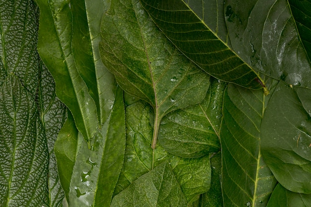 Photo gratuite wet close-up green leaves background