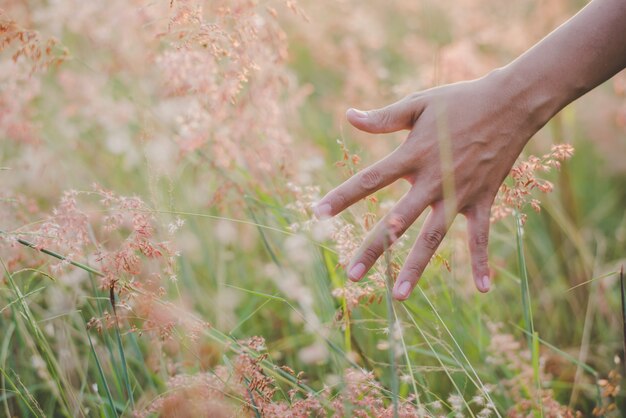 White Touch Grass herbe