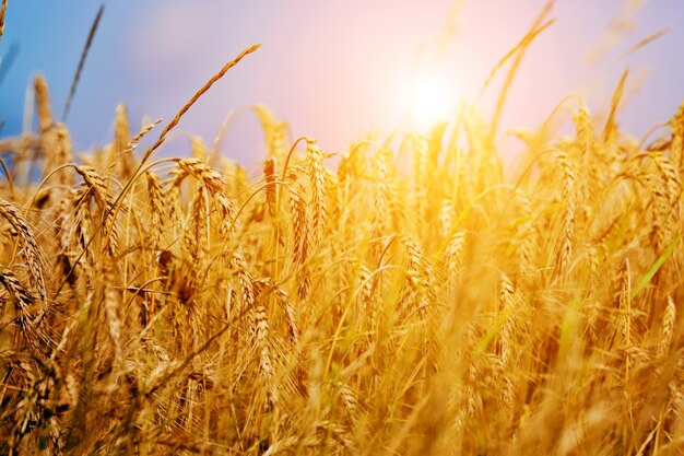 wisp de blé au coucher du soleil