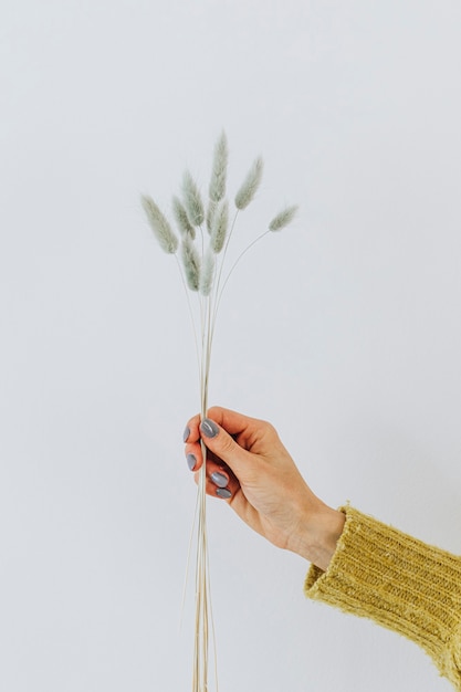 Woman holding a hare's tail grass contre un mur blanc