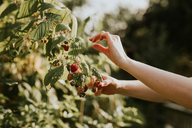 Woman picking framboise de l'arbre