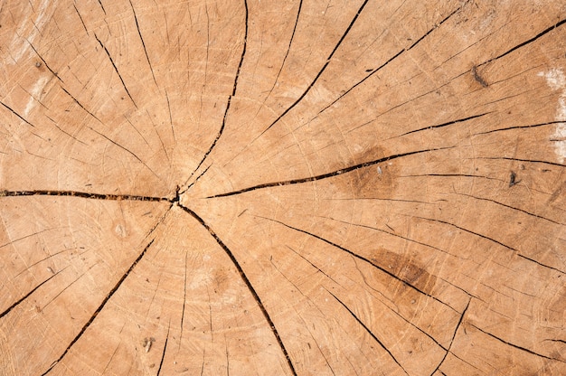 Photo gratuite wood texture proche