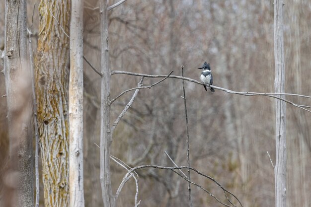 Woodpecker debout sur une branche d'arbre avec un arrière-plan flou