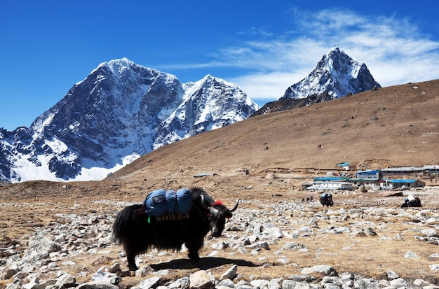 Yak au Népal