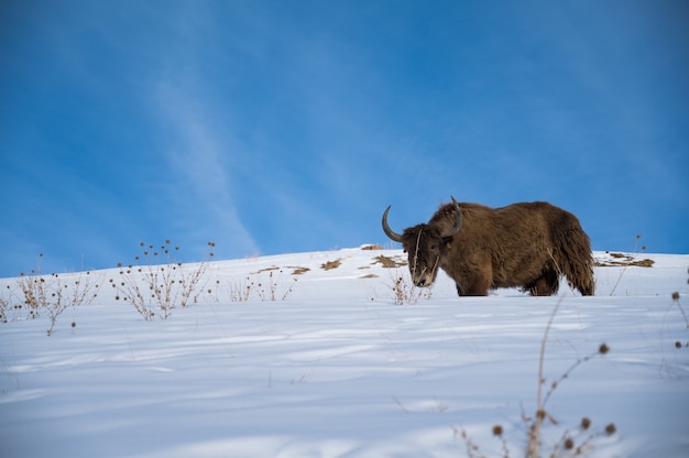 Photo gratuite yak sauvage dans la montagne enneigée