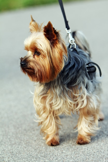 Photo gratuite yorkshire terrier mignon