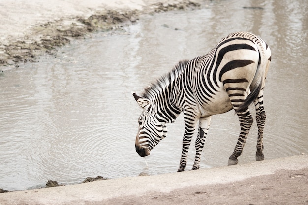 Zebra près d'un lac sale sous la lumière du soleil