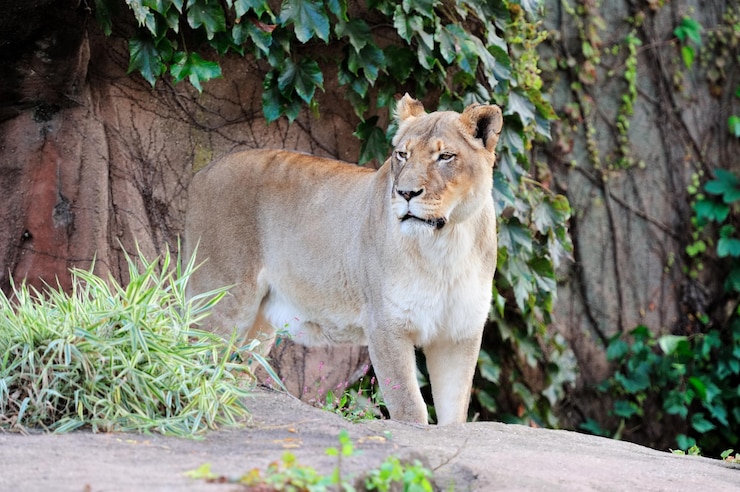Photo gratuit zoo de chicago