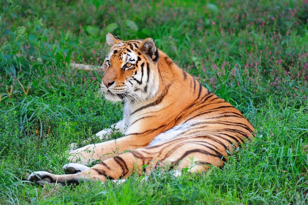 Zoo de Chicago