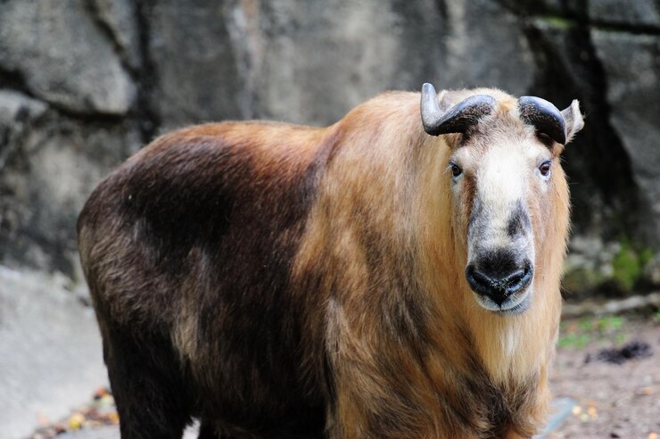 Photo gratuit zoo de chicago