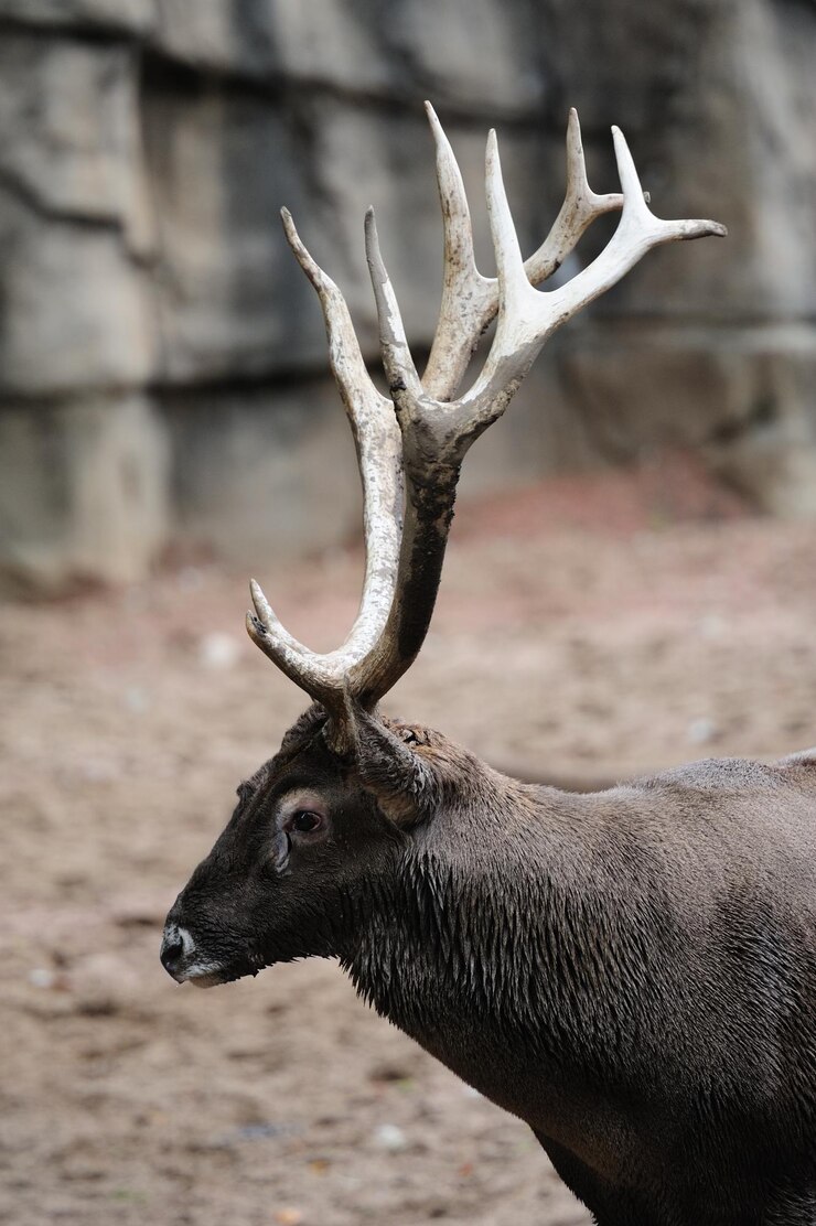 Photo gratuit zoo de chicago