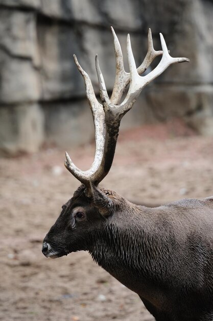 Zoo de Chicago