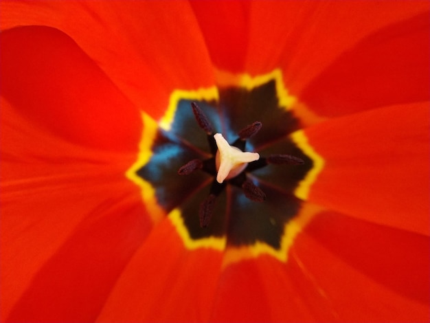 003 gros plan tulipe rouge