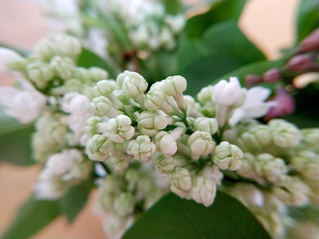 004 gros plan lilas blanc