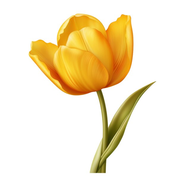 1 tulipe jaune isolée sur fond blanc illustration réaliste de la Saint-Valentin