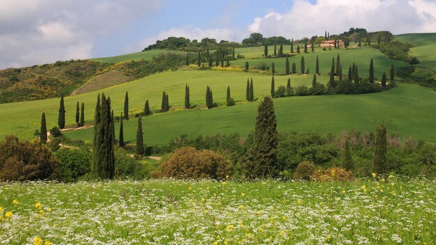 10846782 Italie Toscane Toscana collines colline sc