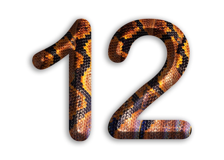 Photo 12 figure de chiffre avec motif de peau de serpent design peau de python