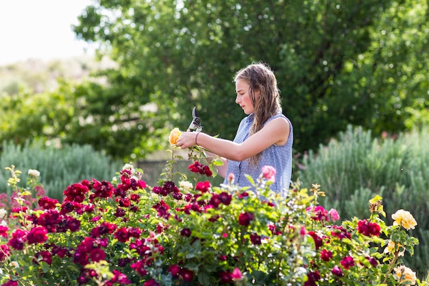 13 ans, fille, organiser des roses de jardin à la française