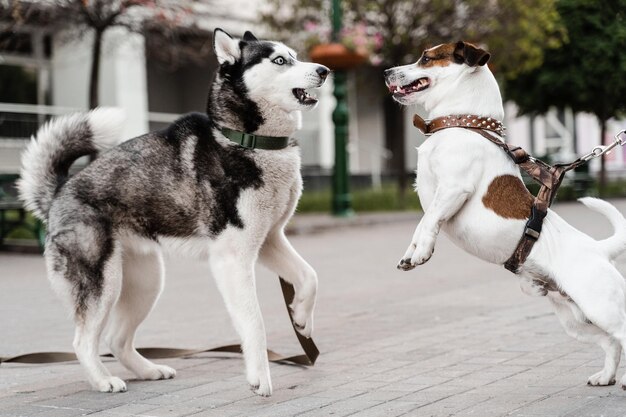 2 adorables chiens se reniflent et jouent les uns avec les autres Husky sibérien et ack Russell terrier jouent dans la rue Chiots drôles