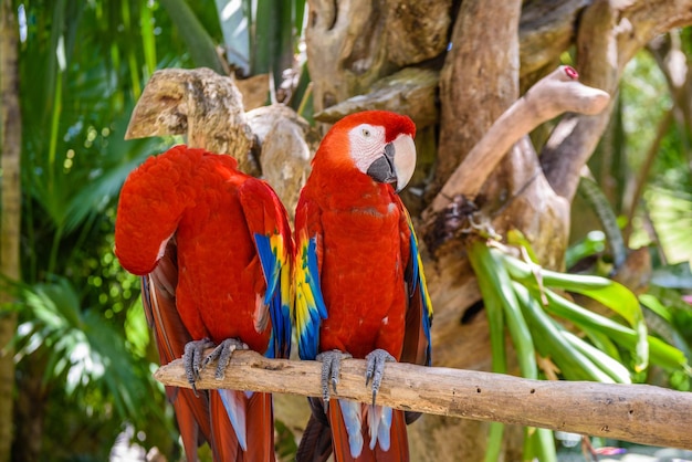 2 aras écarlates Ara macao rouge jaune et bleu perroquets assis sur le bras dans la forêt tropicale Playa del Carmen Riviera Maya Yu atan Mexique