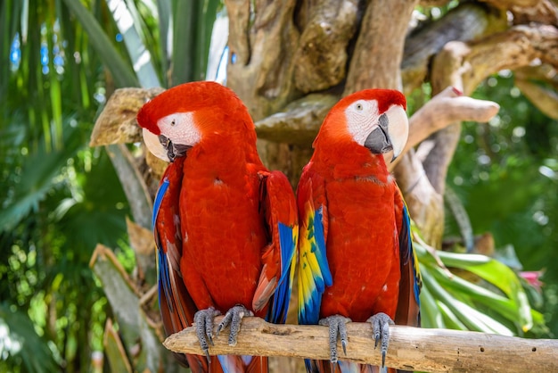 2 aras écarlates Ara macao rouge jaune et bleu perroquets assis sur le bras dans la forêt tropicale Playa del Carmen Riviera Maya Yu atan Mexique