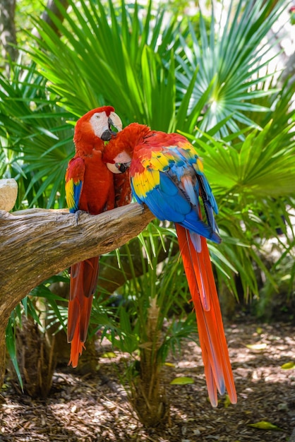 2 aras écarlates Ara macao rouge jaune et bleu perroquets assis sur le bras dans la forêt tropicale Playa del Carmen Riviera Maya Yu atan Mexique