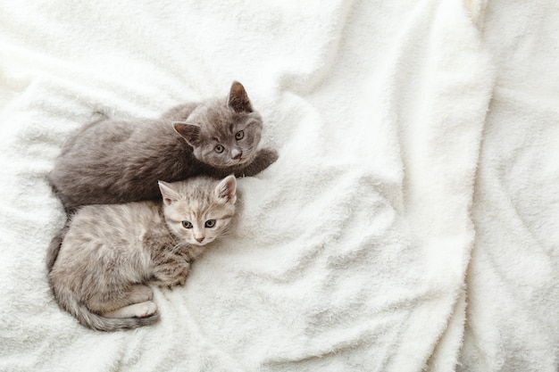 2 deux chatons rayés gris. De beaux chatons rayés reposent sur un plaid beige moelleux et doux. Maison confortable avec chats de compagnie, bébé animal. Vue de dessus avec espace de copie. Portrait de chat endormi.