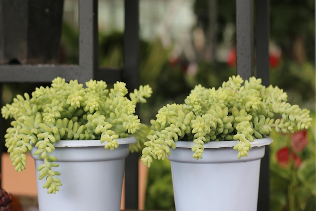 2 pots de plantes succulentes, vue en gros plan