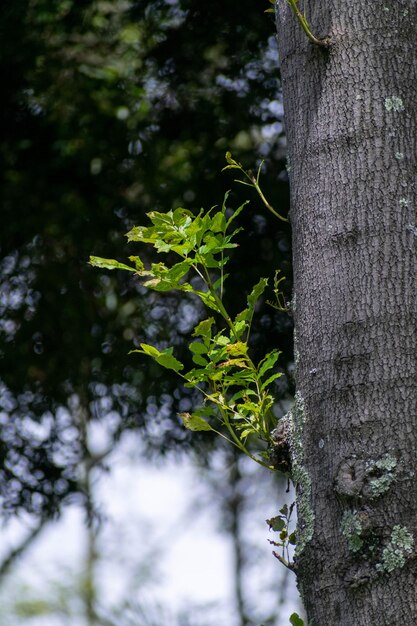 Brumisateur D'eau Sur Les Arbres Pour L'arrosage Des Plantes