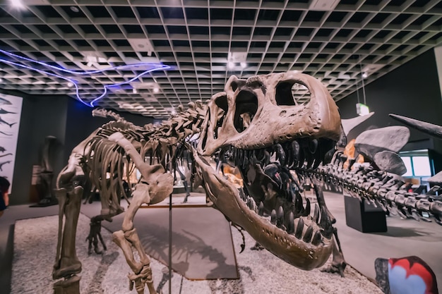 26 juillet 2022 Musée d'histoire naturelle de Munster Allemagne Exposition de terrifiants squelettes et crânes de dinosaures aux dents effrayantes du Jurassique et du Crétacé