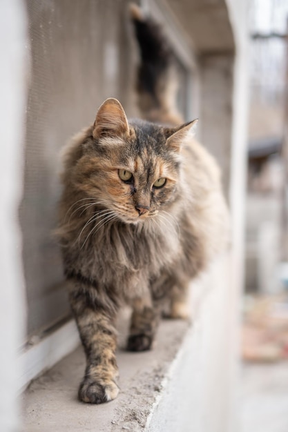 3 chat errant coloré marchant dans la fenêtre