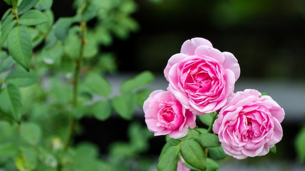 3 roses roses sur le fond flou