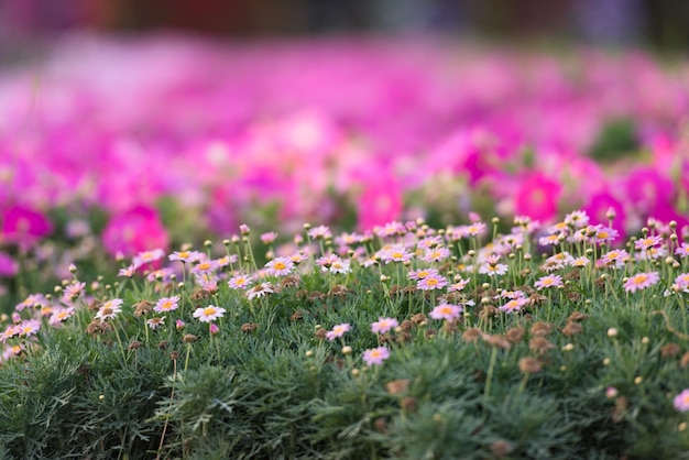 30 janvier 2017 Jardin miracle de Dubaï avec plus de 45 millions de fleurs par une journée ensoleillée